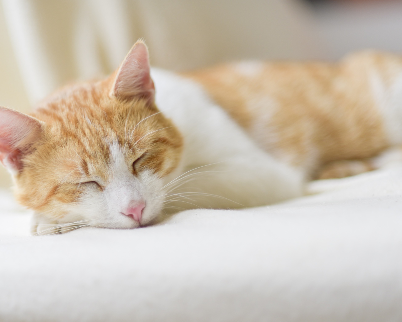 Спящий рыжий с белым кот