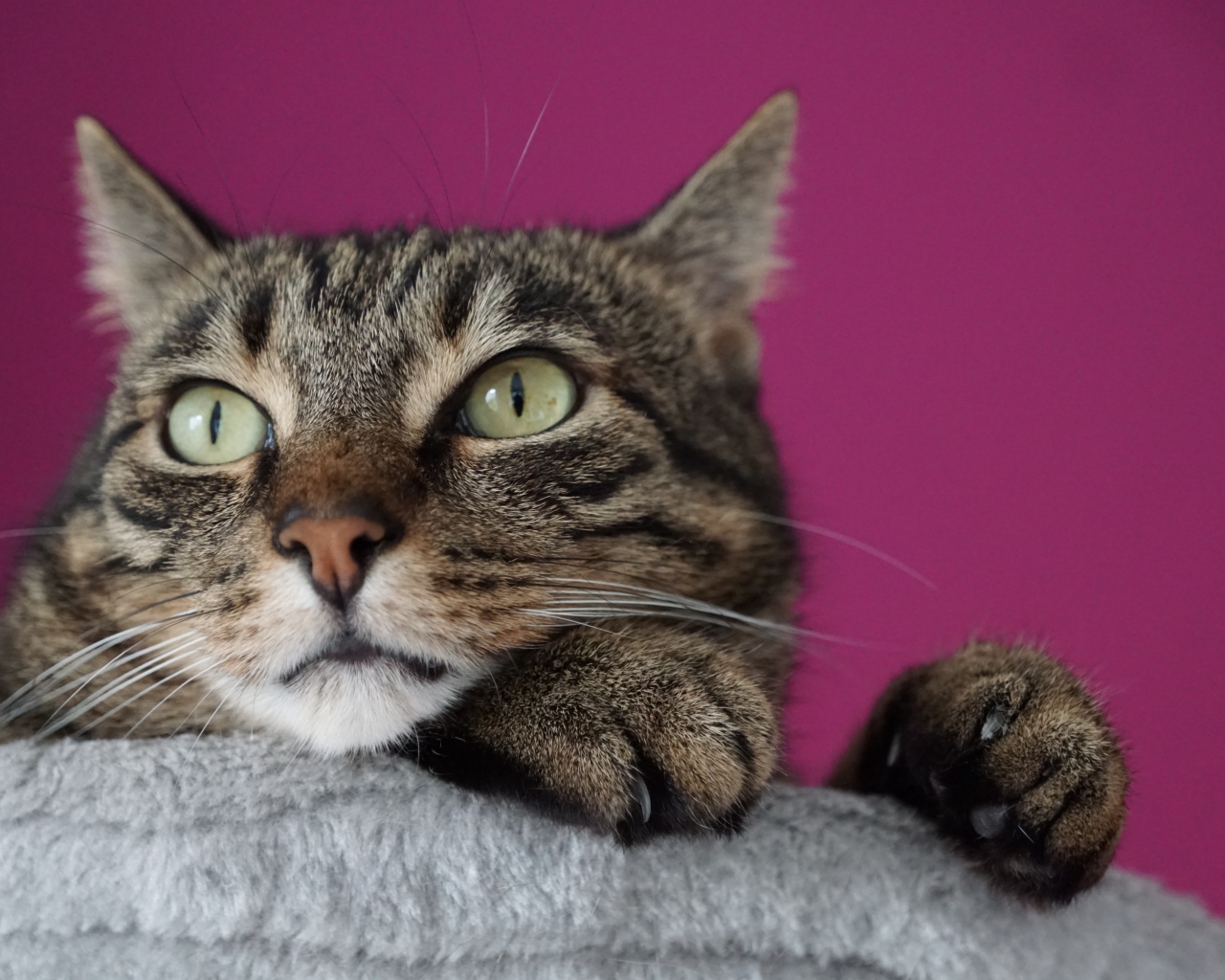 Хитрый серый кот на сиреневом фоне