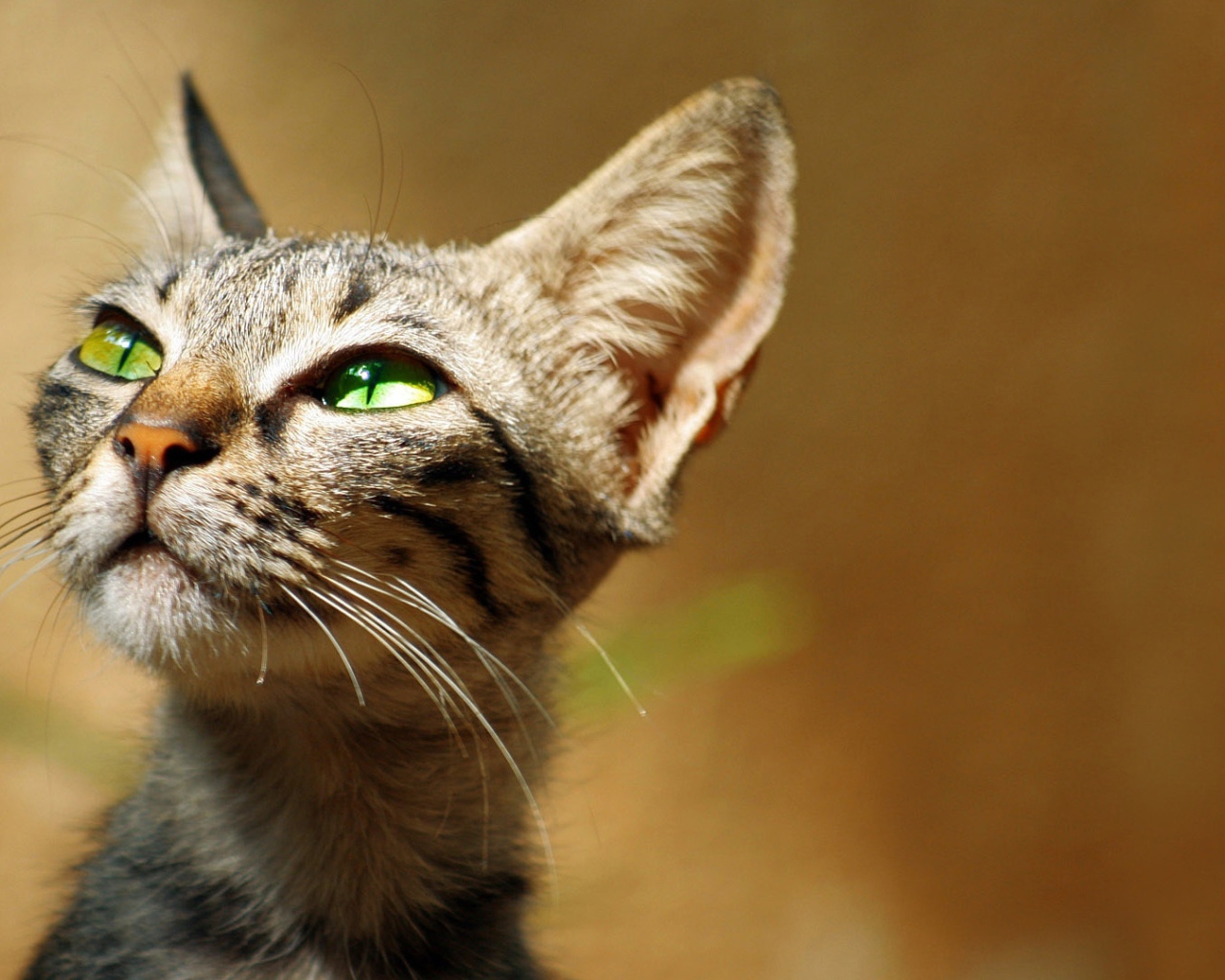 Хитрый зеленоглазый серый кот 