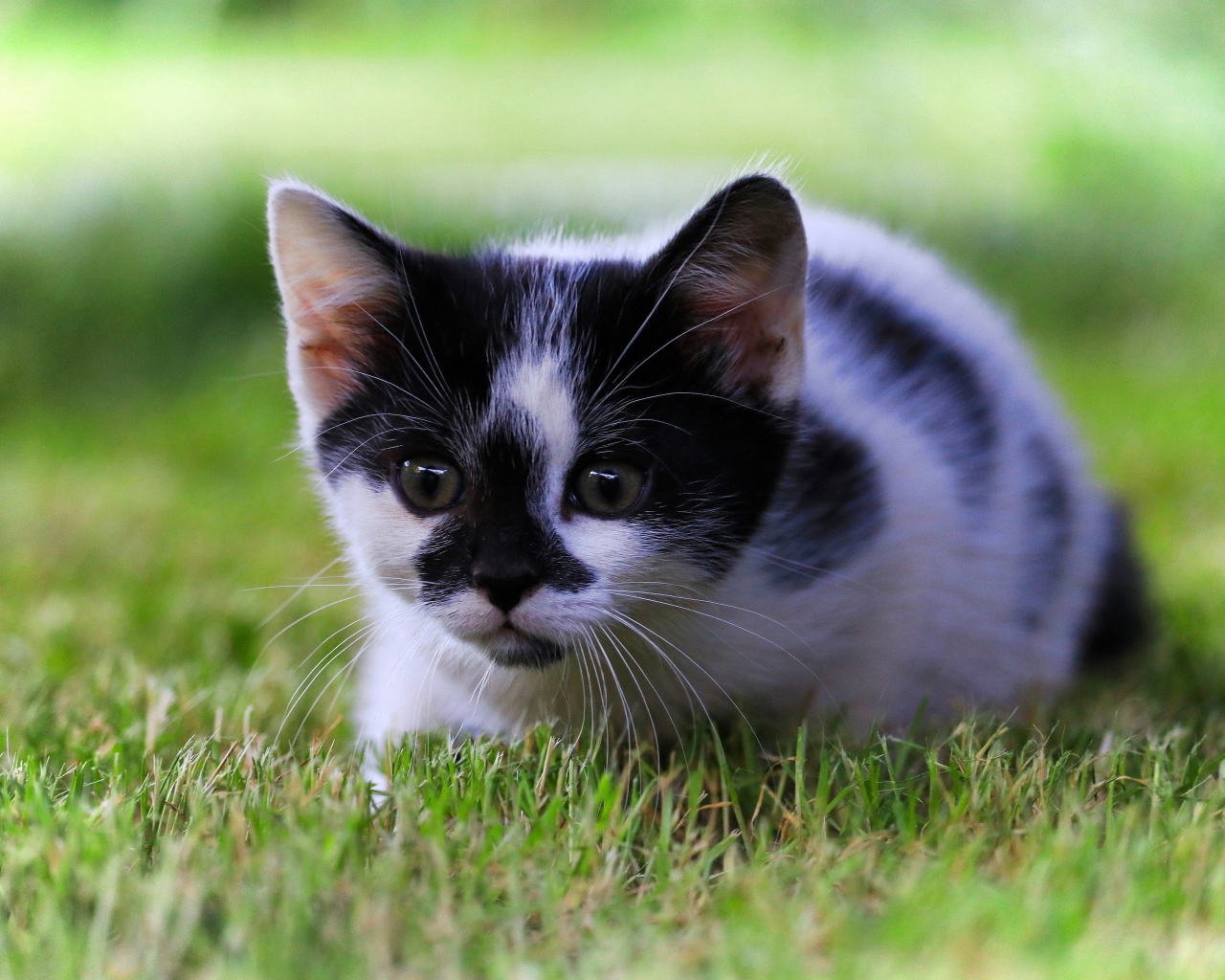 Маленький черно-белый котенок в зеленой траве