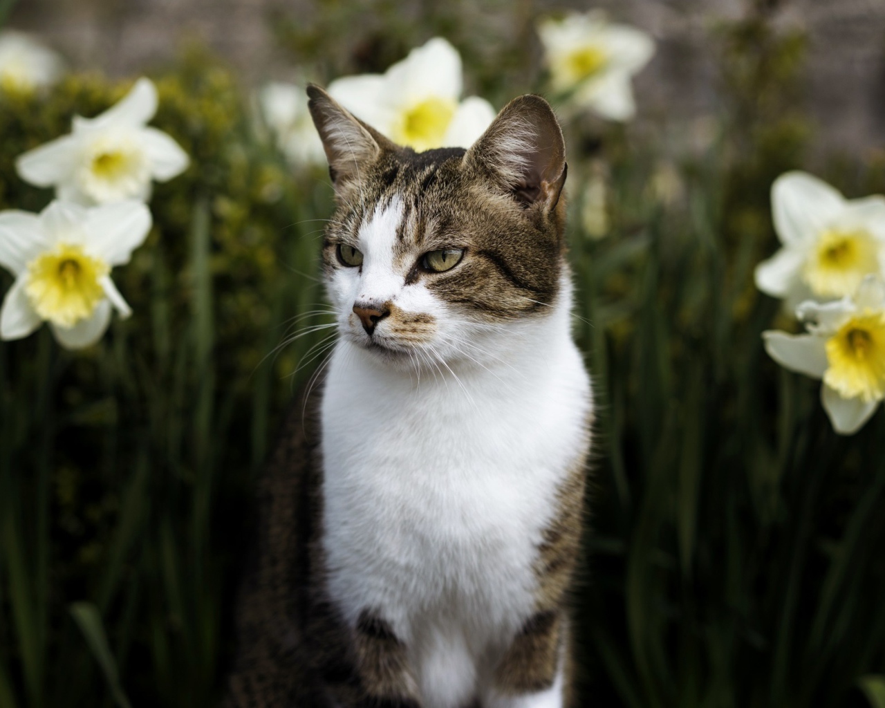 Кот сидит в белых цветах нарцисса