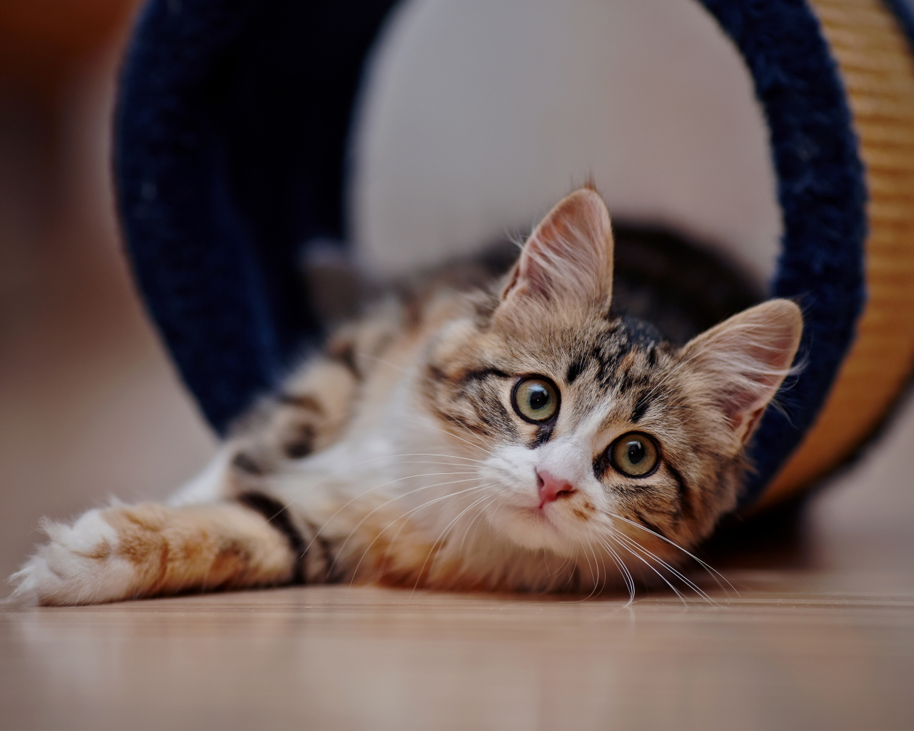 Взгляд любопытного серого кота