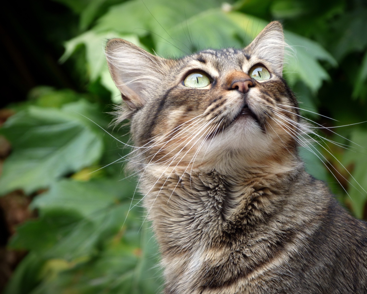 Взгляд серого зеленоглазого кота на фоне зеленых листьев