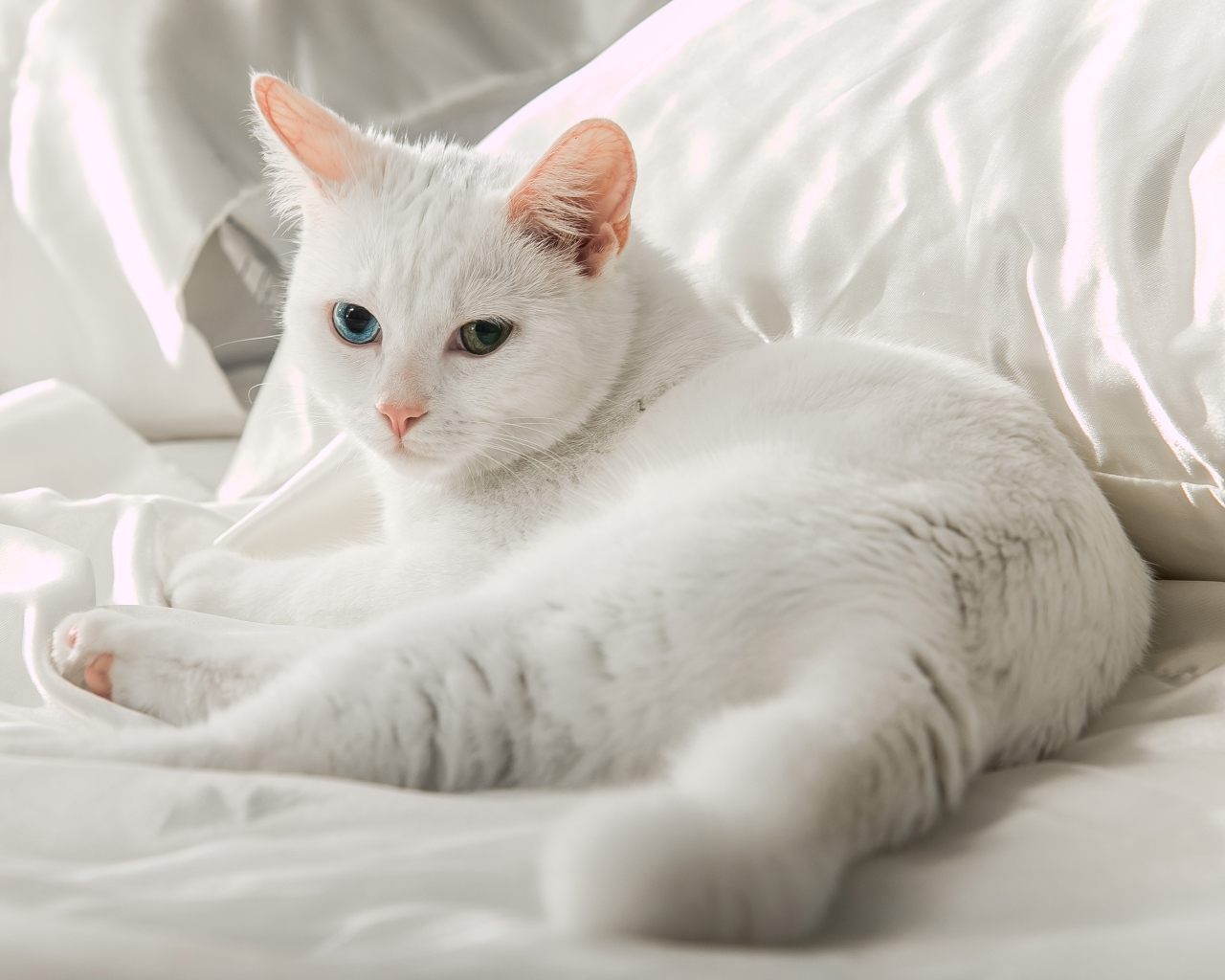Белая кошка породы ангора лежит на кровати 