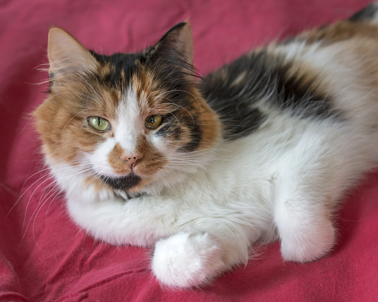 Трехцветная кошка лежит на розовом покрывале 