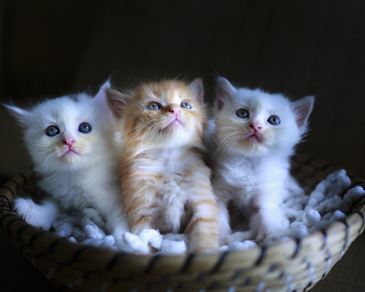 Три маленьких котенка в корзине