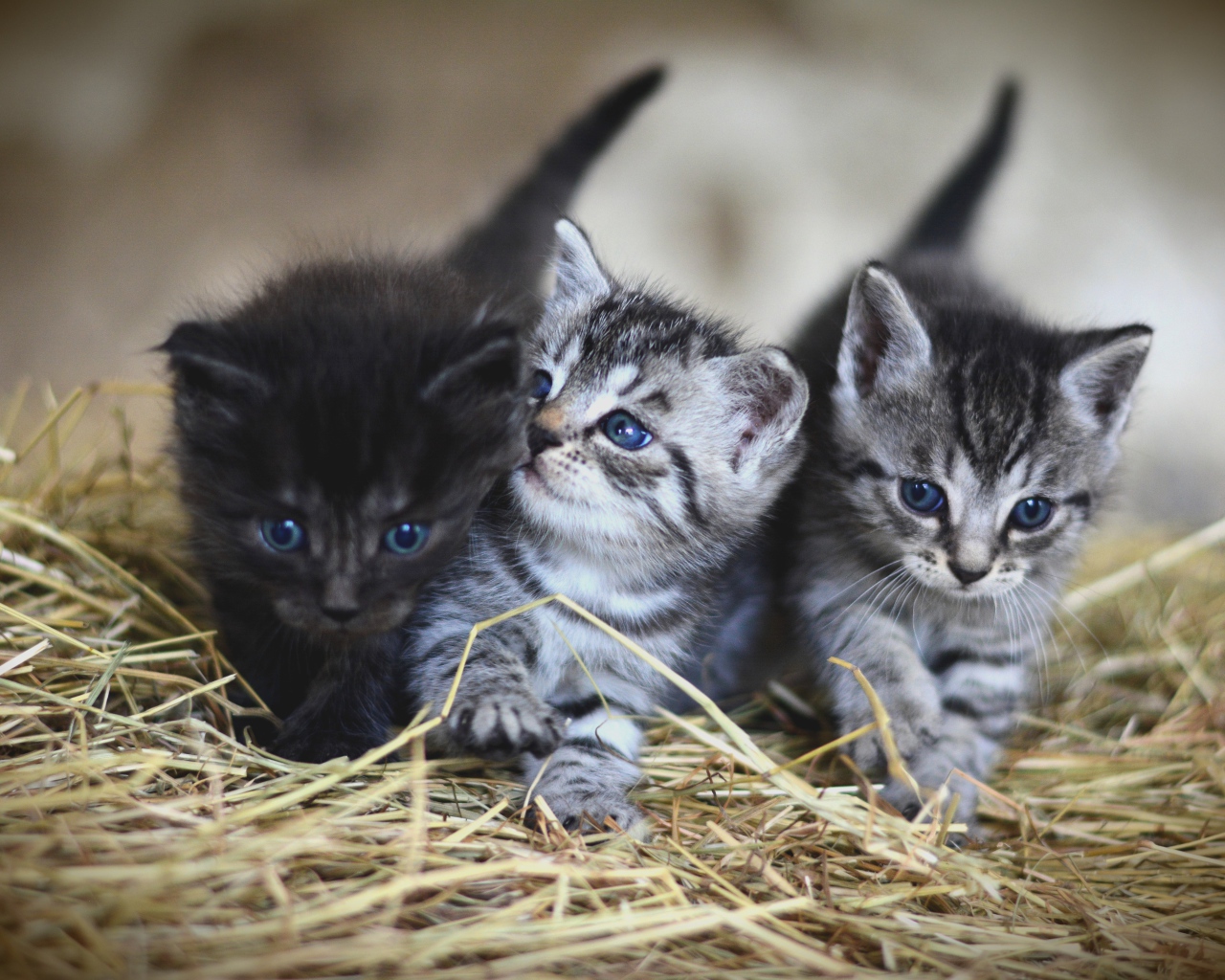 Три маленьких серых котенка на сене 