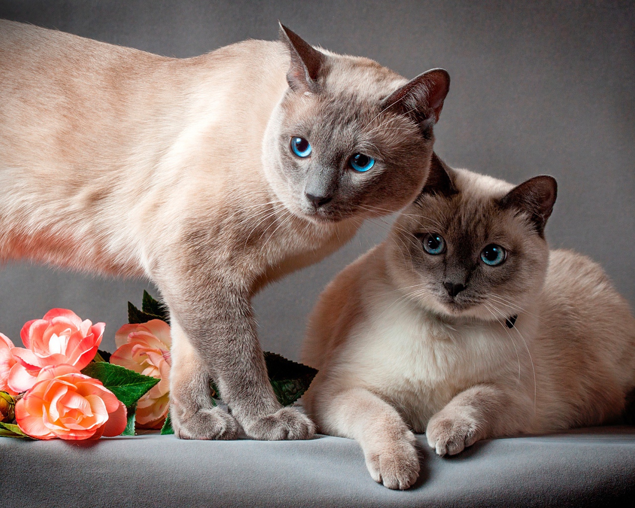 Два красивых голубоглазых сиамских кота на сером фоне
