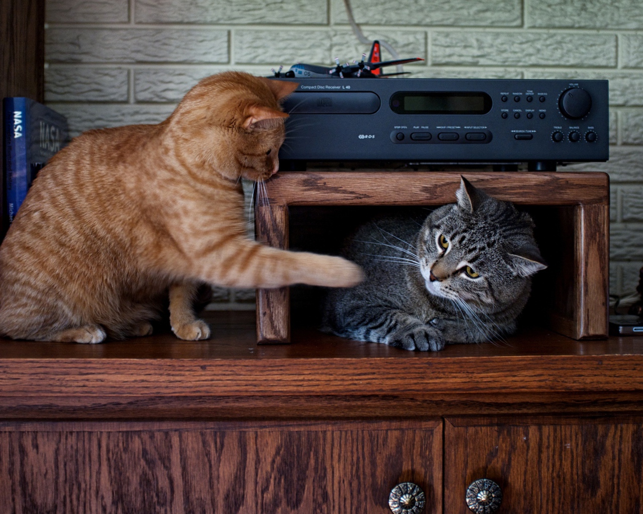 Два кота играют на мебели 