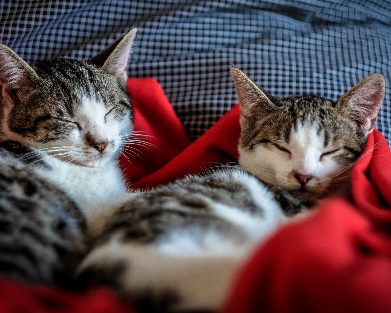 Два кота спят на кровати