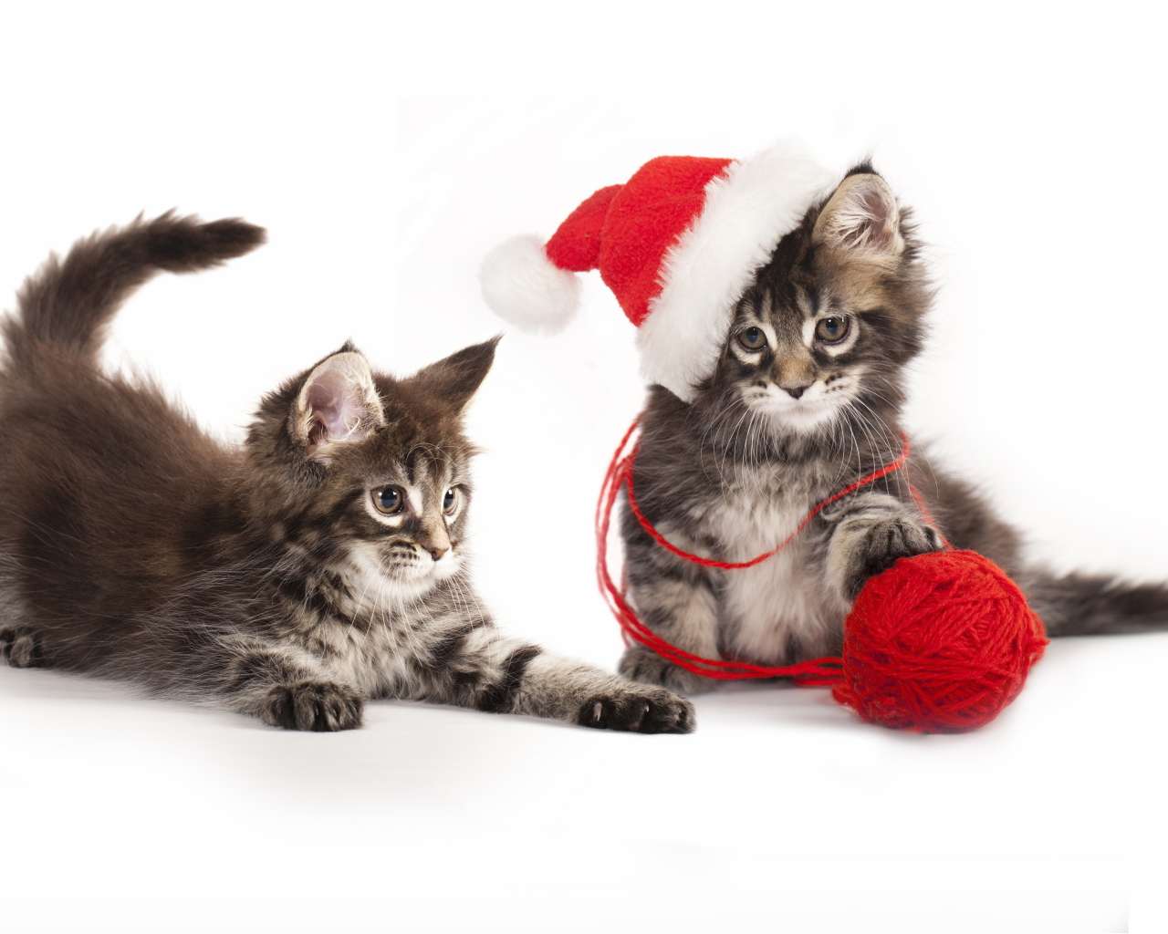 Два котенка породы мейн кун на новый год на белом фоне