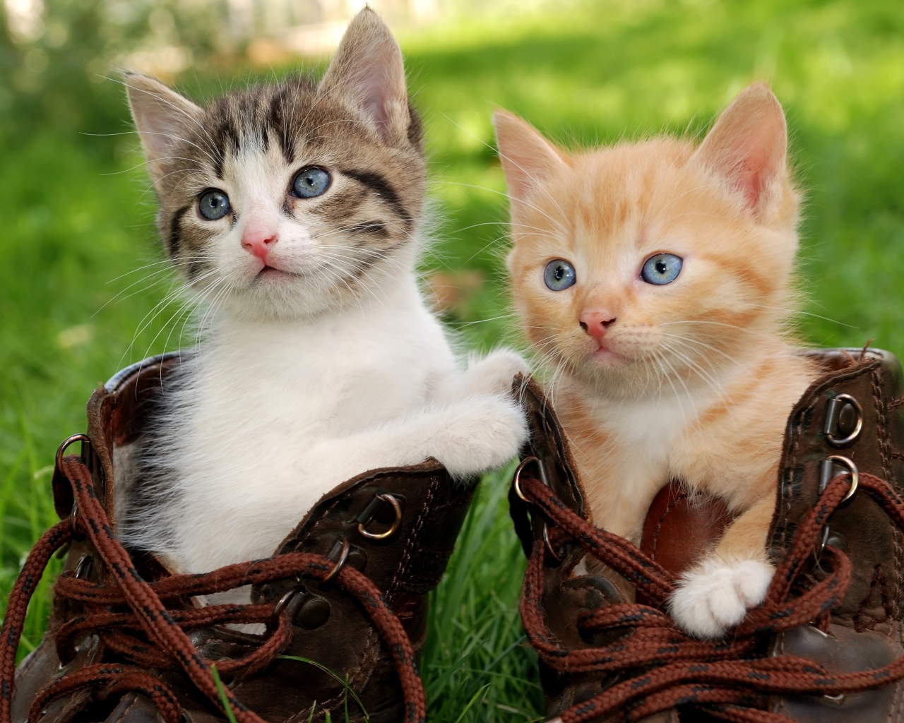 Два маленьких милых котенка сидят в ботинках