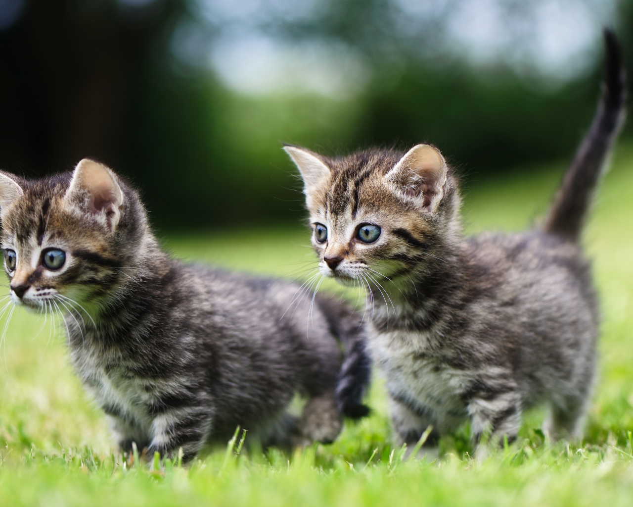 Два маленьких серых котенка в зеленой траве