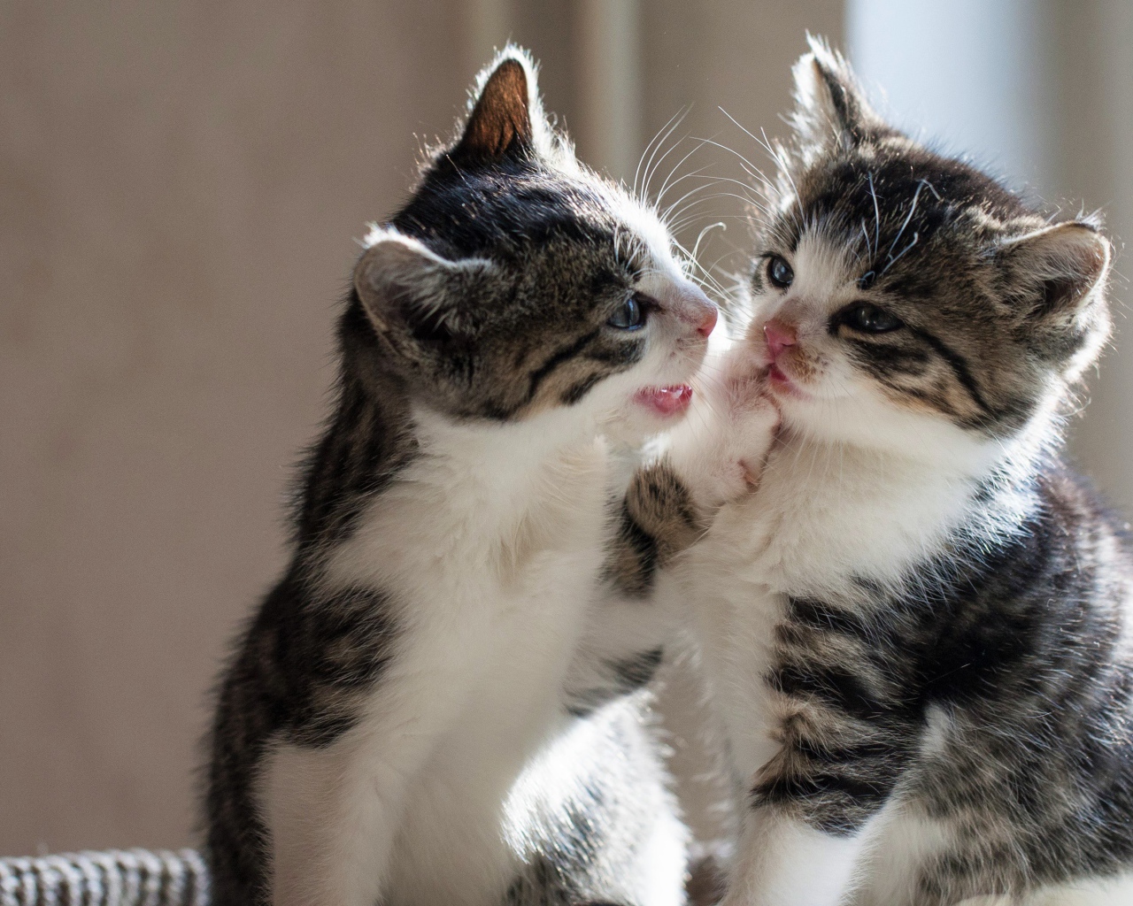 Два маленьких котенка играют друг с другом