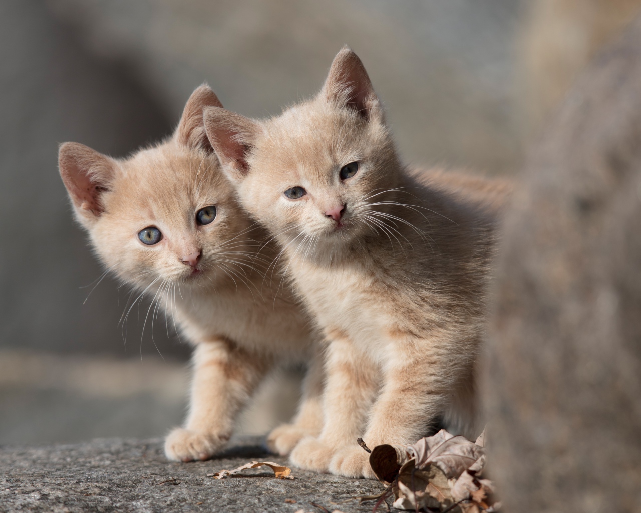 Два маленьких рыжих котенка 