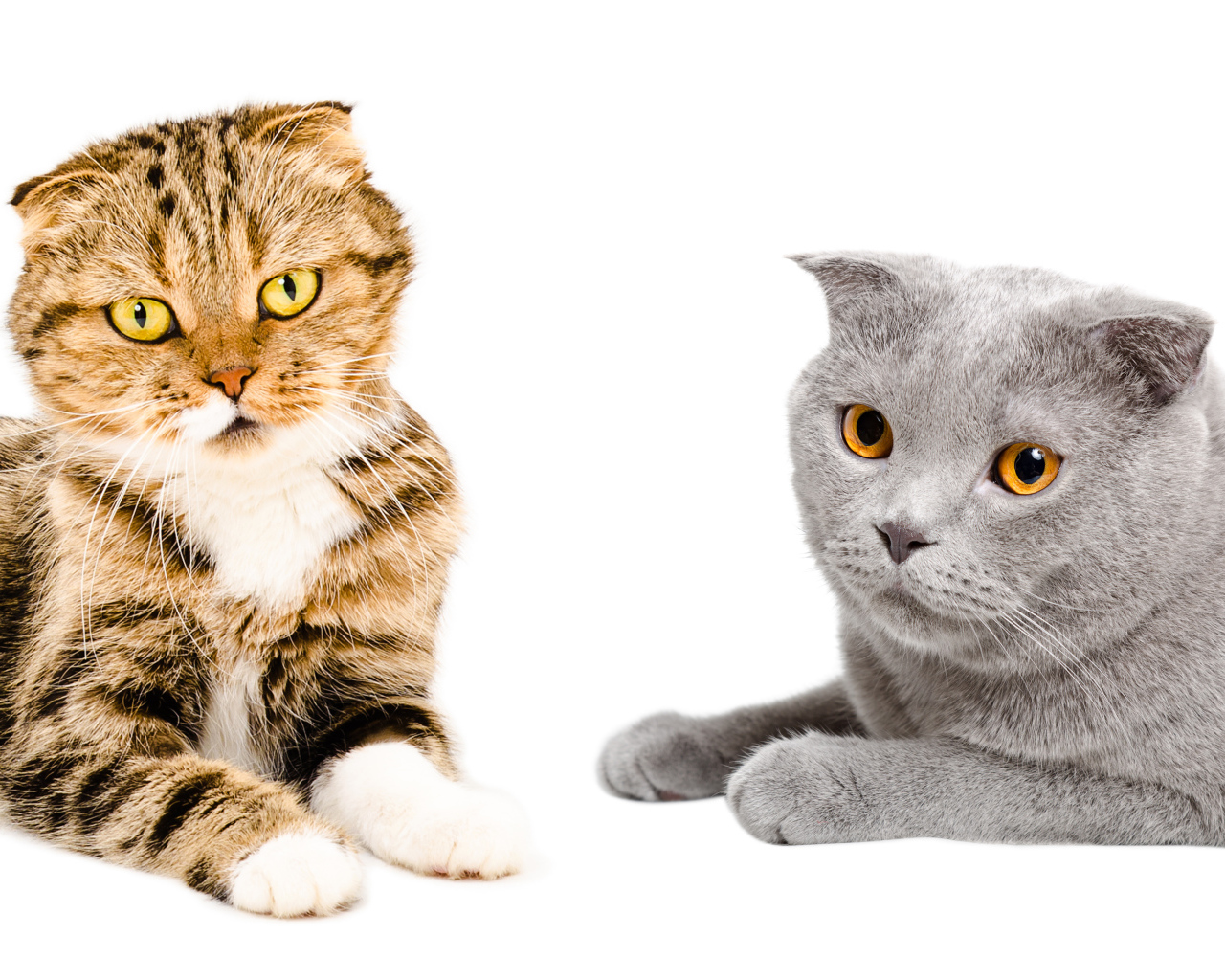 Два породистых вислоухих кота на белом фоне