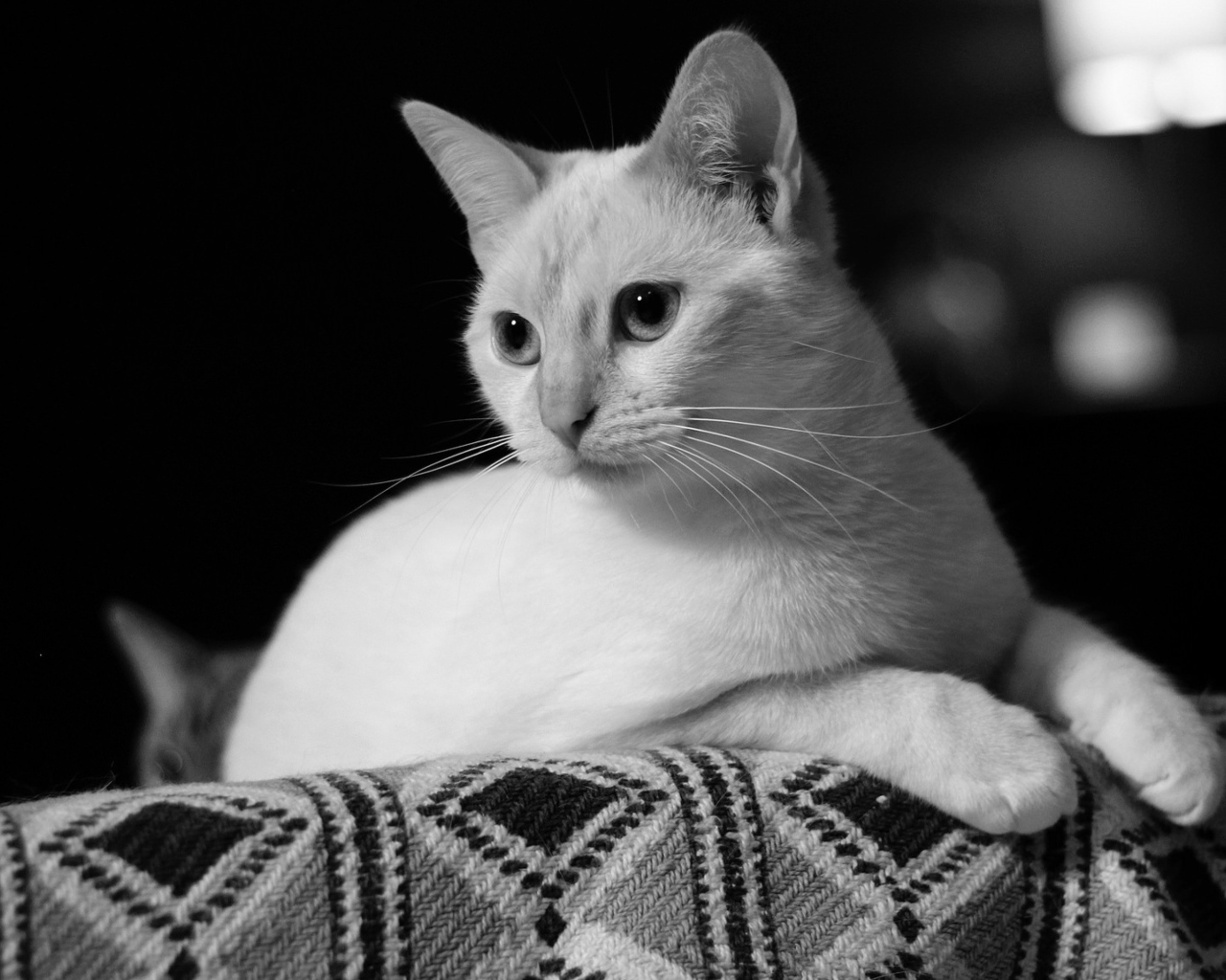 Белый кот лежит на диване черно белое фото 