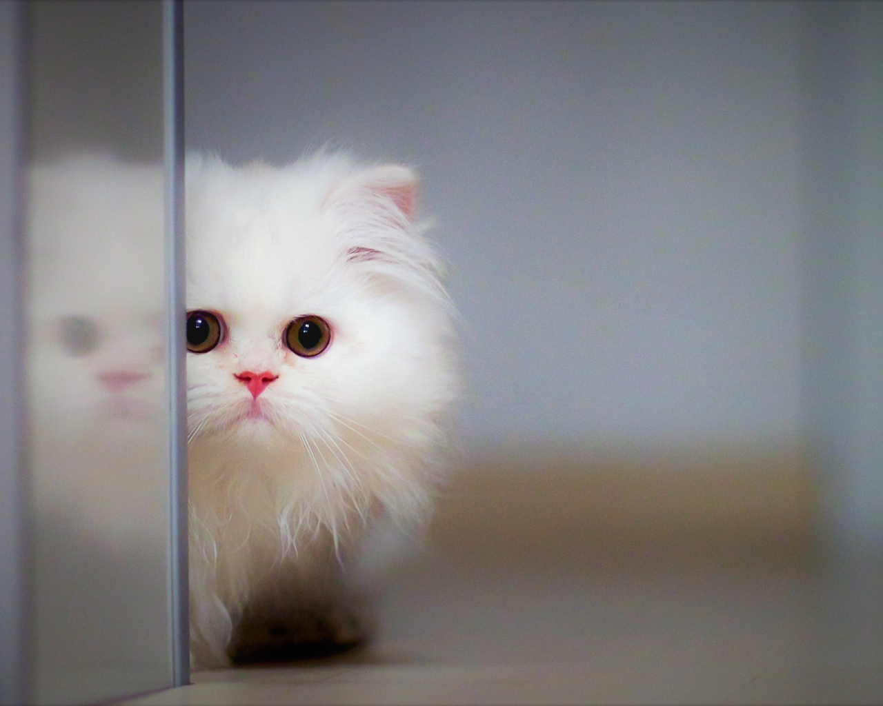 White fluffy cat peeps around the corner.