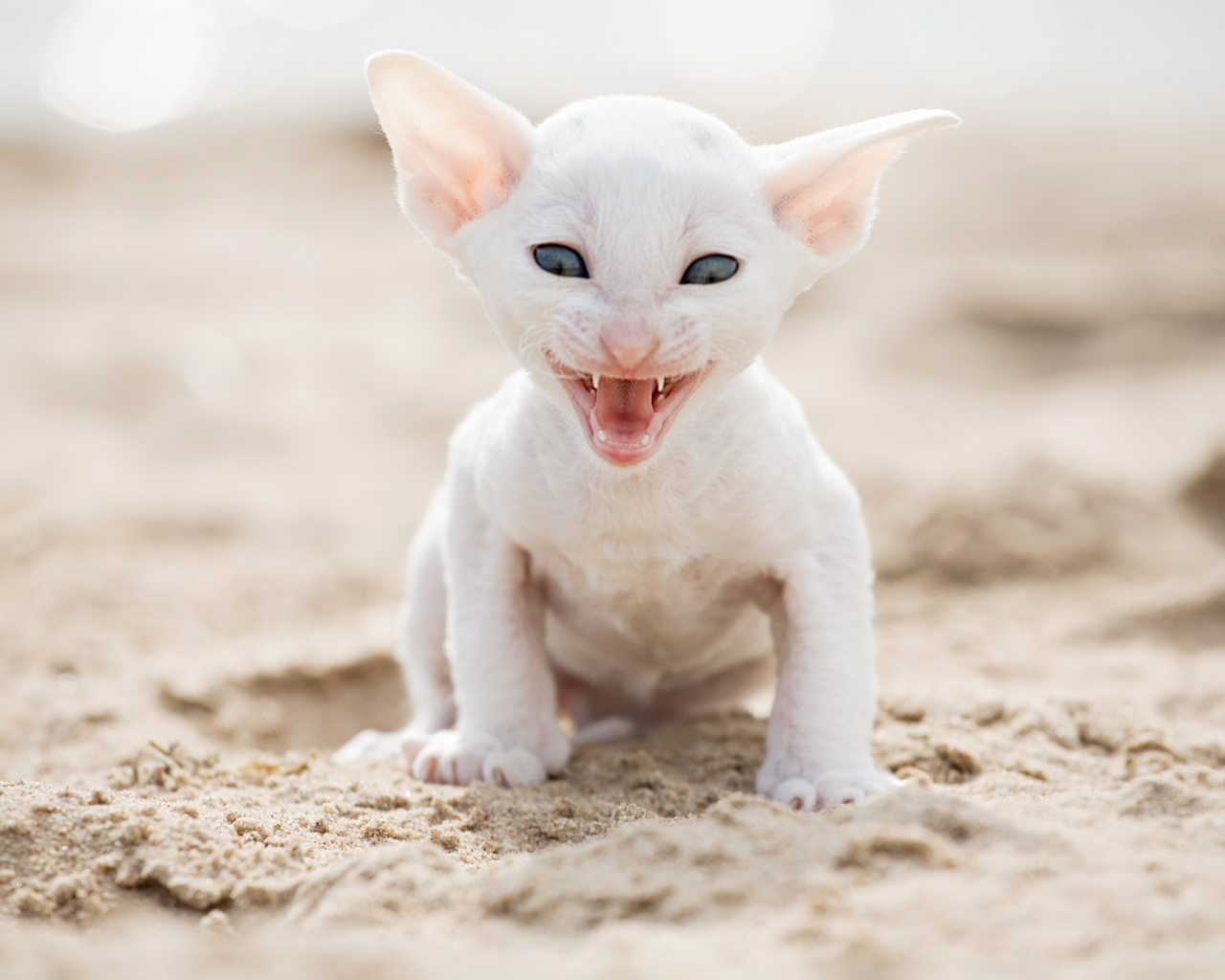 Белый маленький котенок породы Корниш-рекс