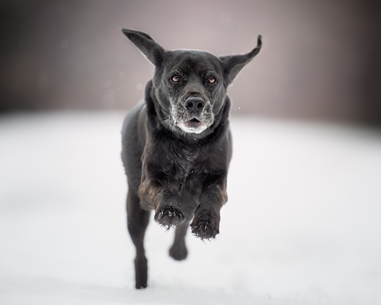 Черная собака бежит по белому снегу