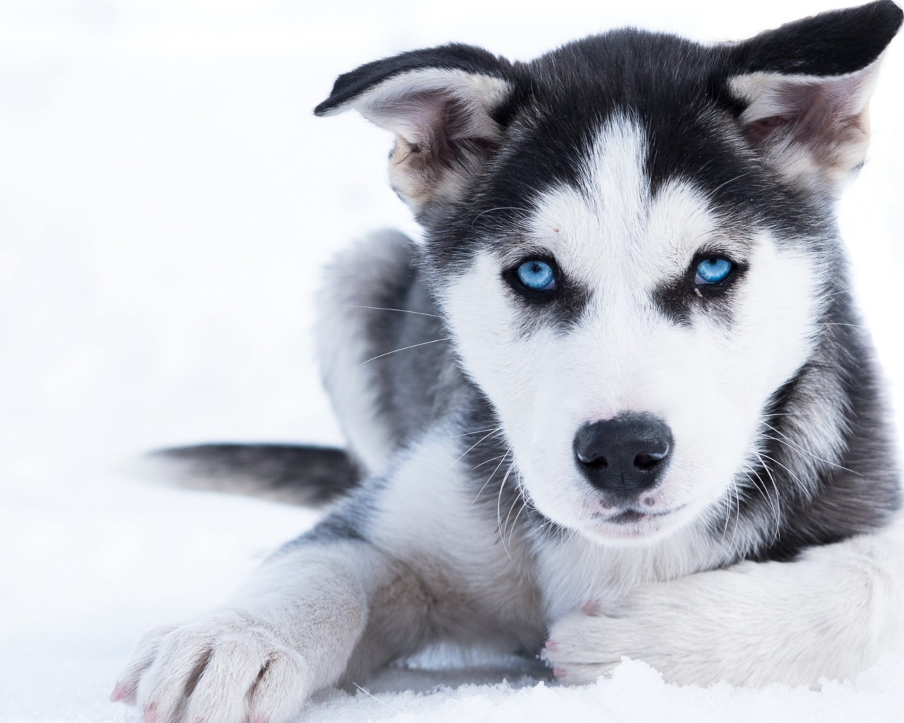 A blue-eyed husky puppy lies on the snow