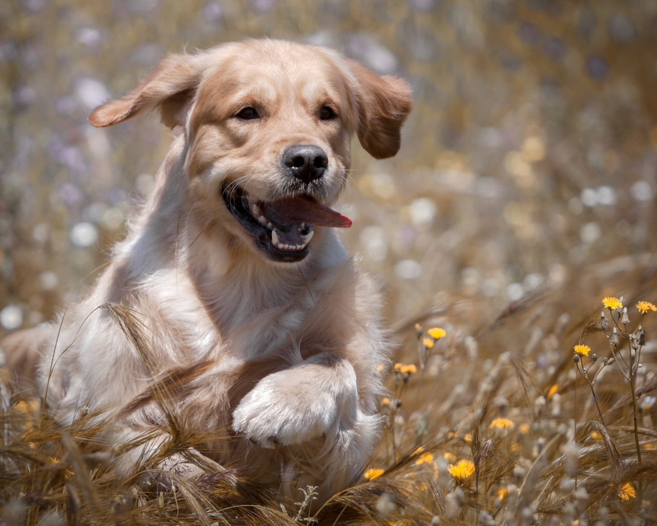 Веселый золотистый ретривер бежит по пшеничному полю
