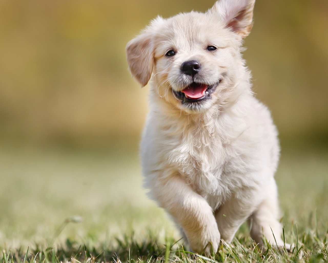 Довольный щенок золотистого ретривера бежит по зеленой траве