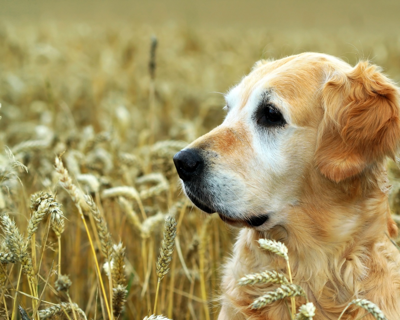 Собака породы золотистый ретривер сидит в поле пшеницы