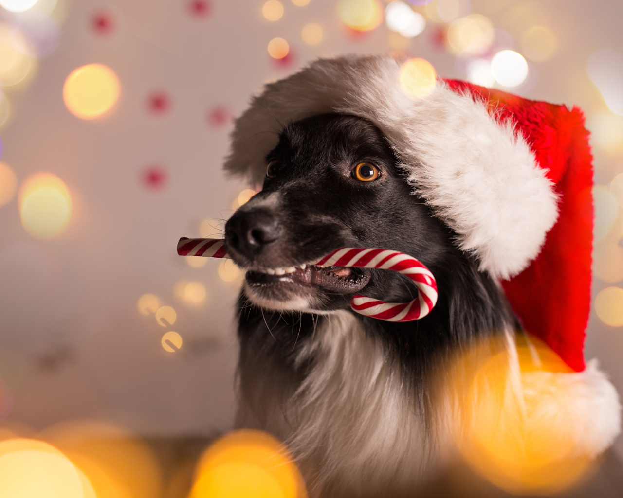 Собака в красном колпаке Санта Клауса с конфетой в зубах на Новый год 