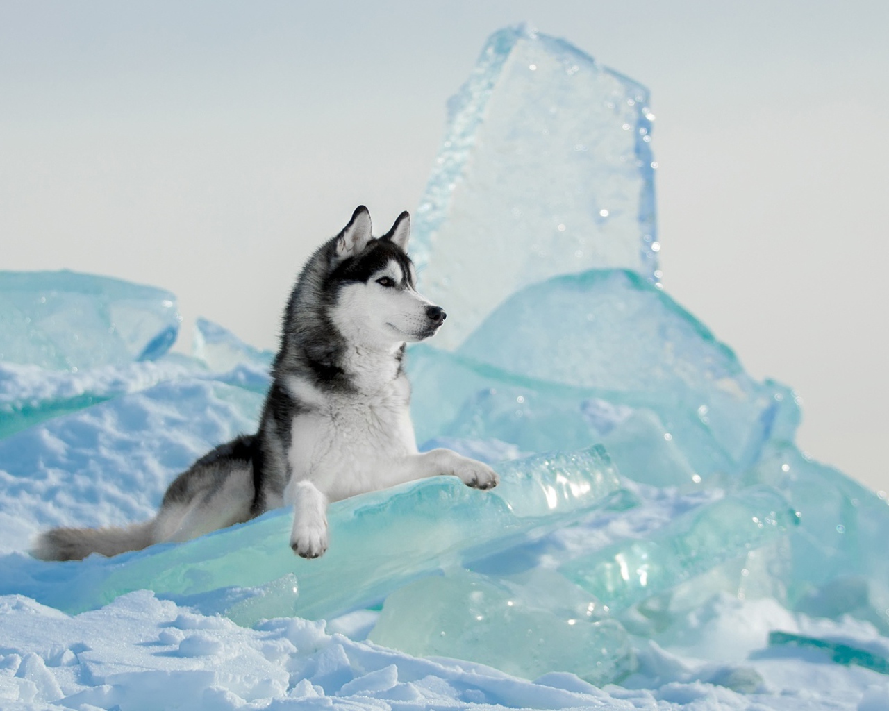 Собака  породы хаски лежит на голубой льдине