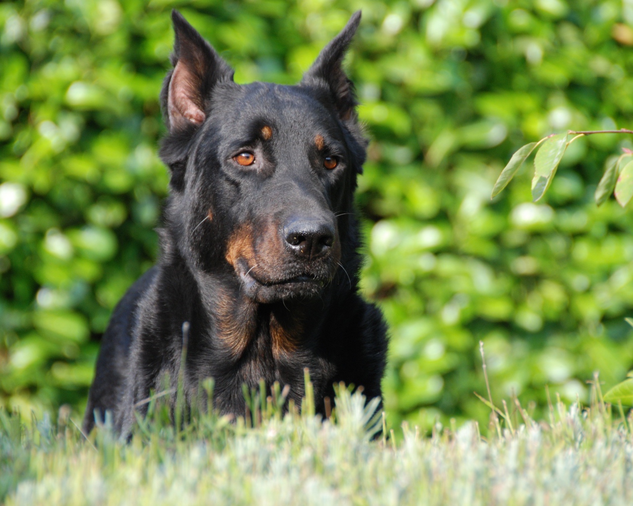 Собака породы босерон лежит на зеленой траве
