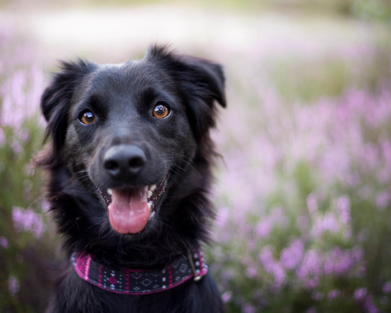 Забавная черная собака с высунутым языком