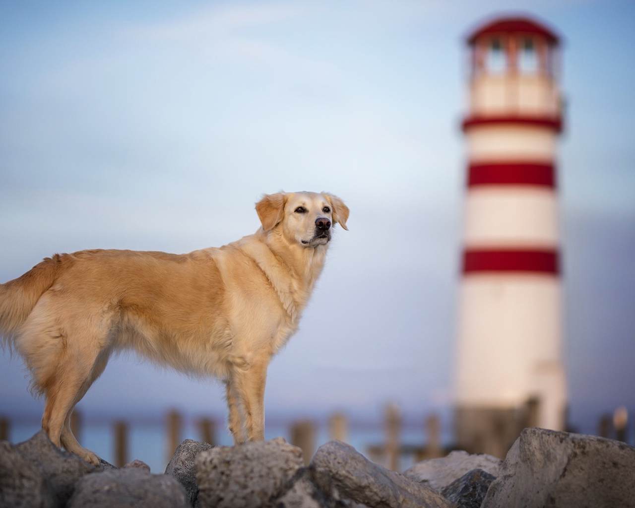 Золотистый ретривер стоит на камнях на фоне маяка