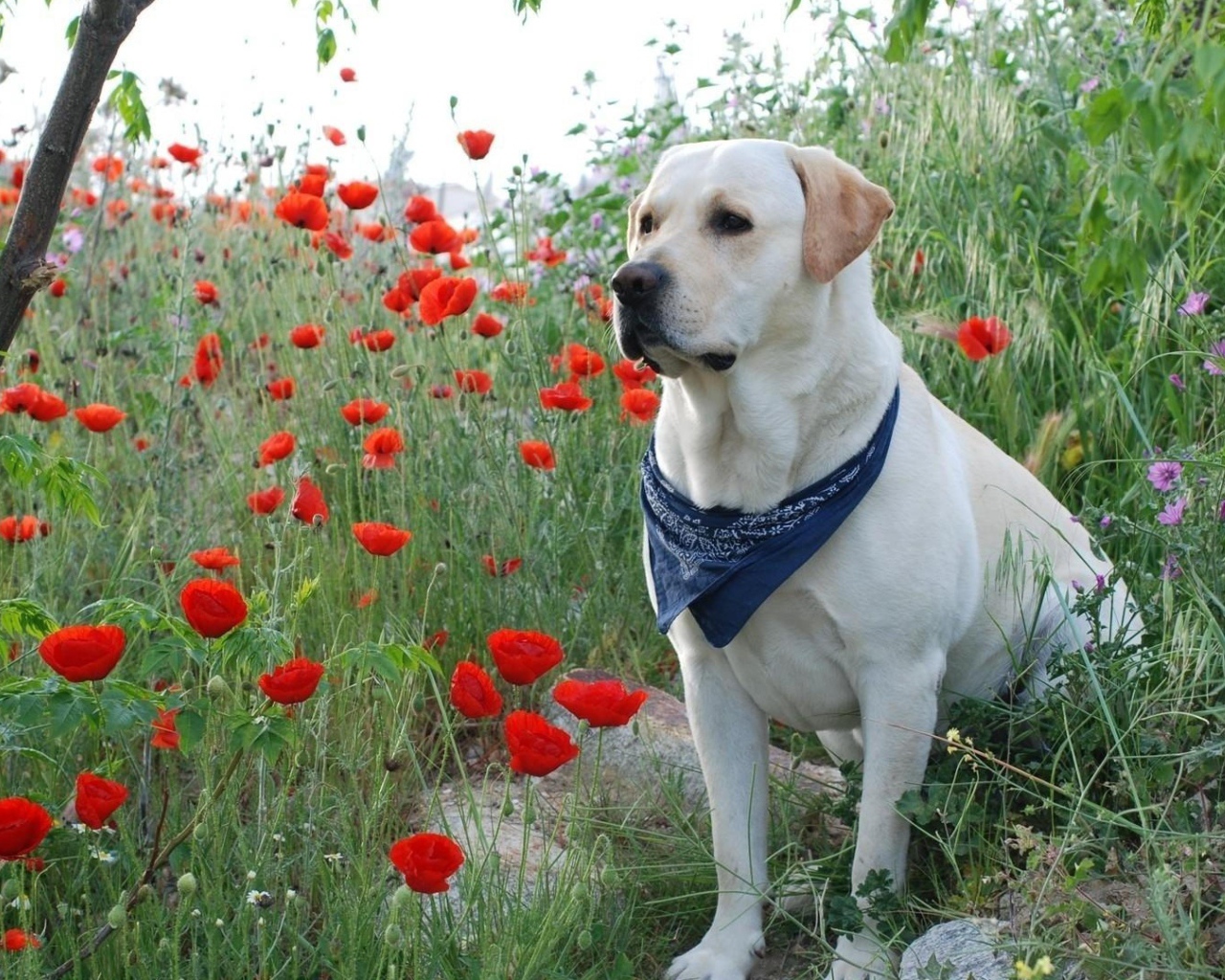 Золотистый ретривер с платком на шее сидит в красных маках