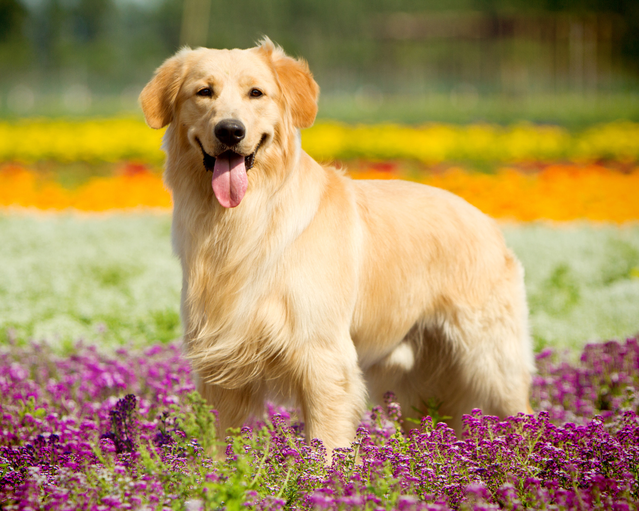 Золотистый ретривер с высунутым языком стоит в сиреневых цветах