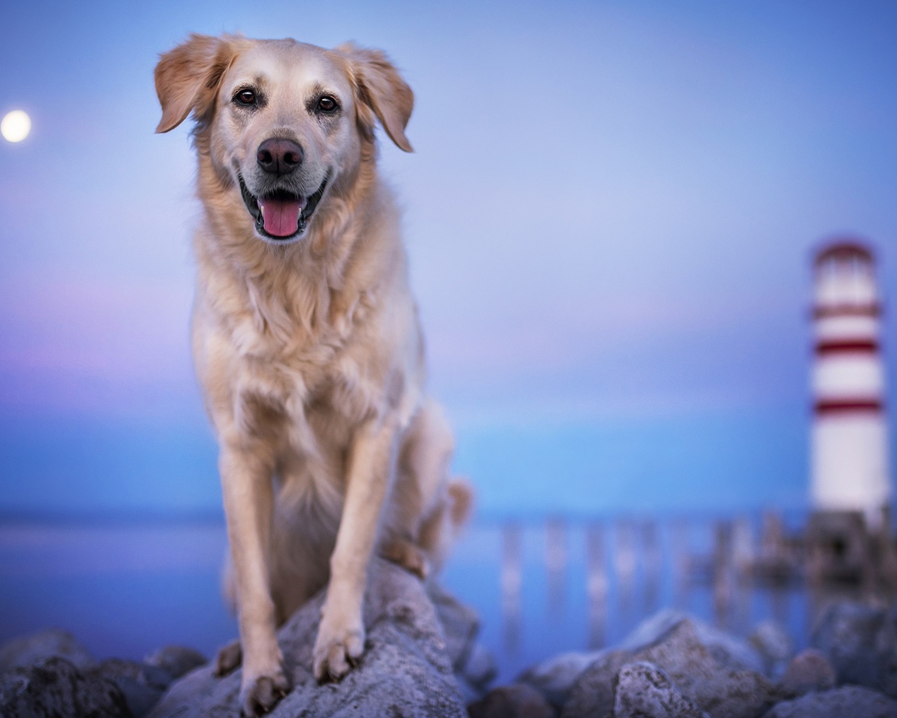 Золотистый ретривер с высунутым языком стоит на камне