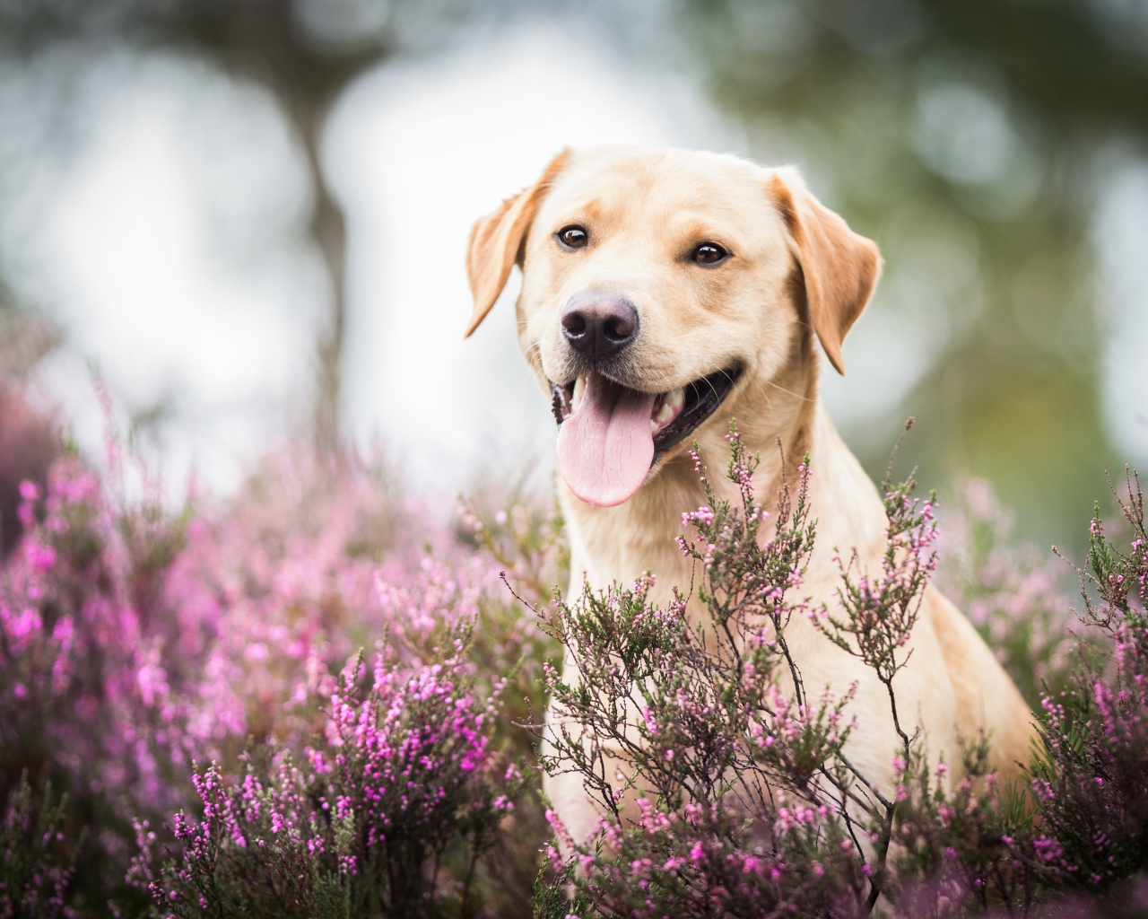 Золотистый ретривер с высунутым языком сидит в розовых цветах 