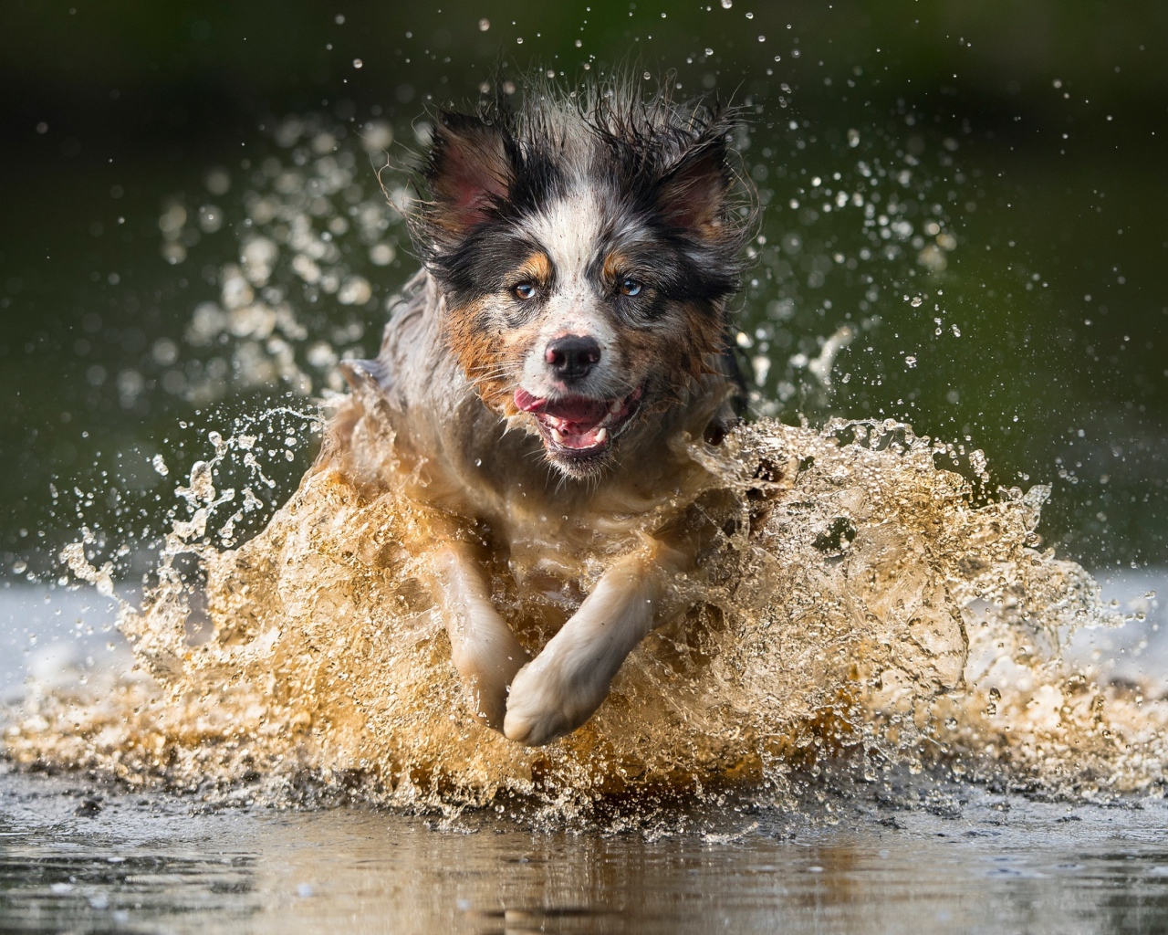 Радостная собака бежит по воде
