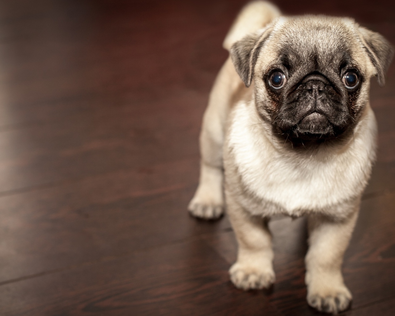 Маленький забавный щенок мопса