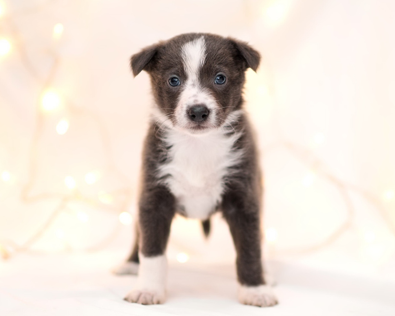 Маленький забавный щенок