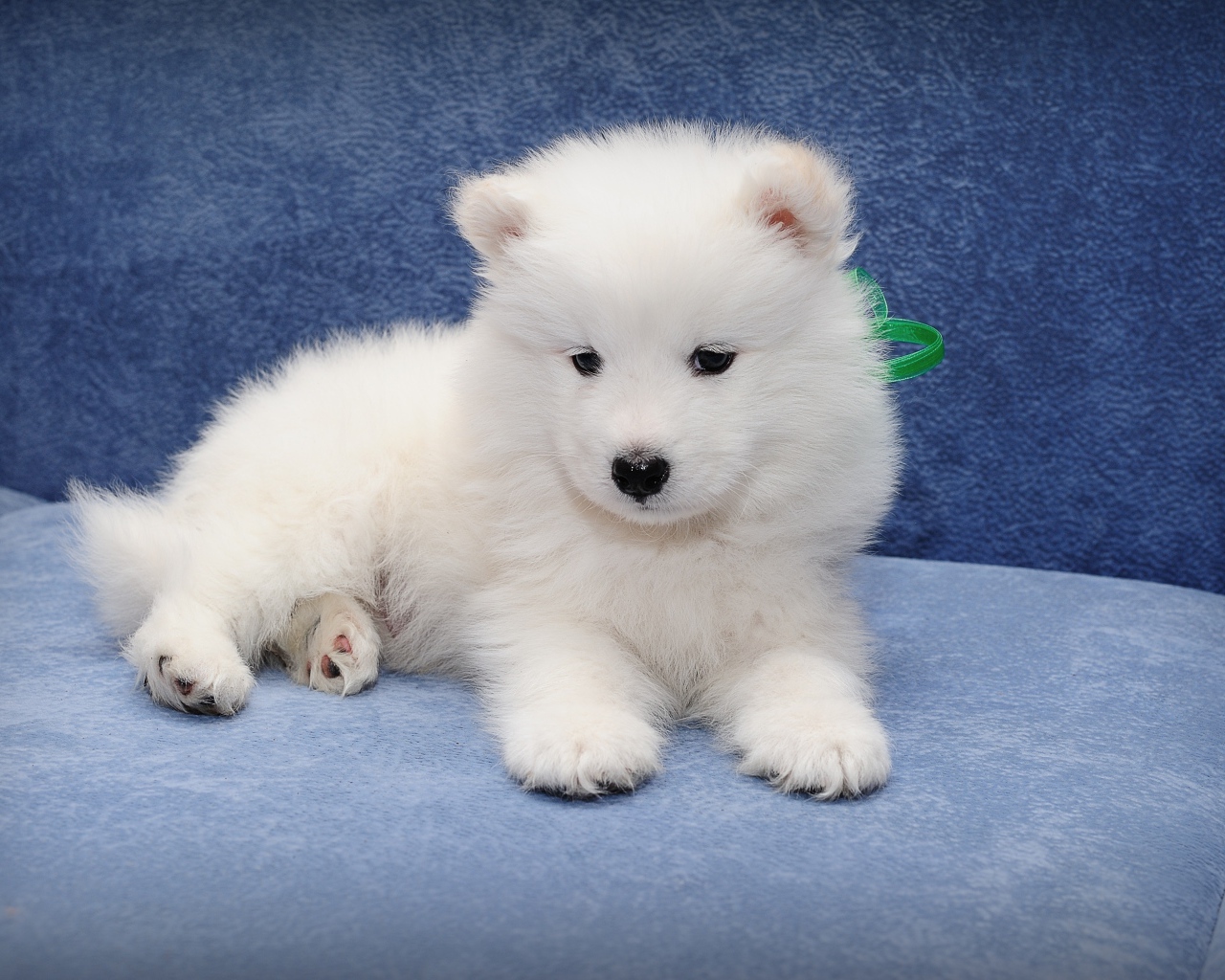 Маленький забавный щенок самоедской собаки