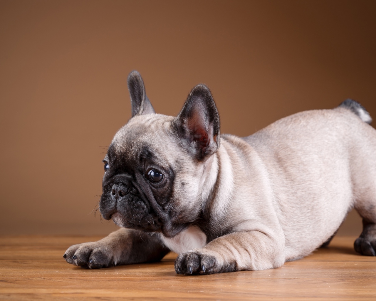 Маленький забавный щенок французского бульдога