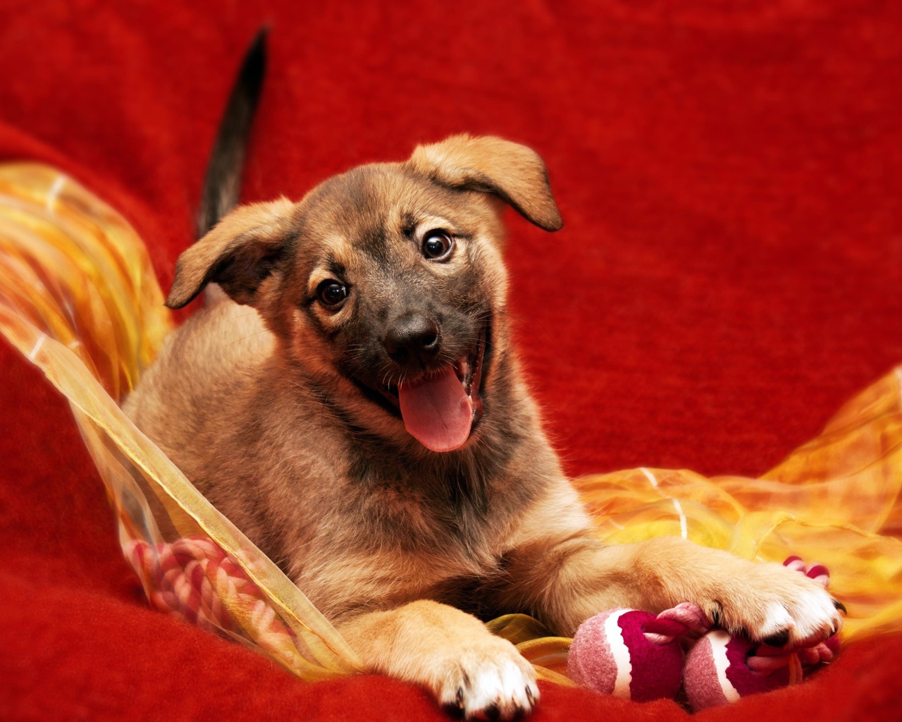 Маленький забавный щенок с высунутым языком