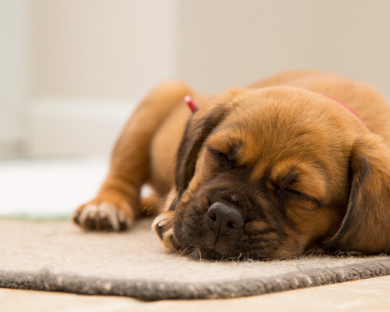 Маленький забавный спящий щенок на полу