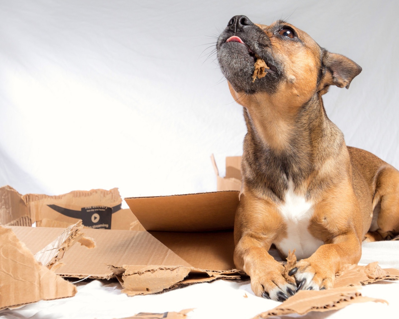 Маленький щенок грызет коробку 