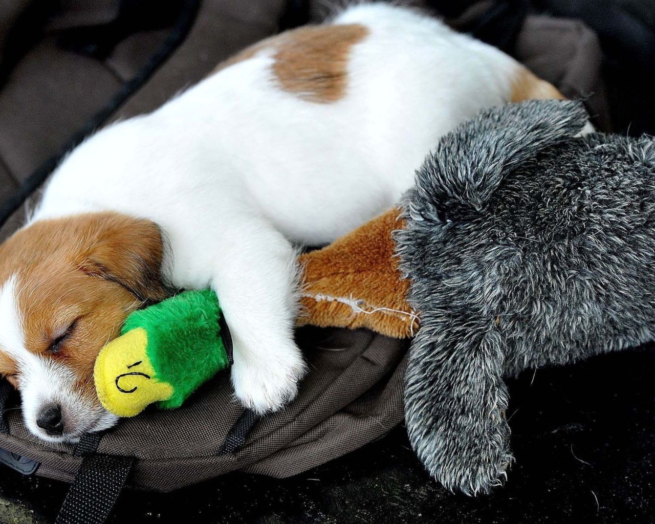 Маленький щенок спит с игрушкой