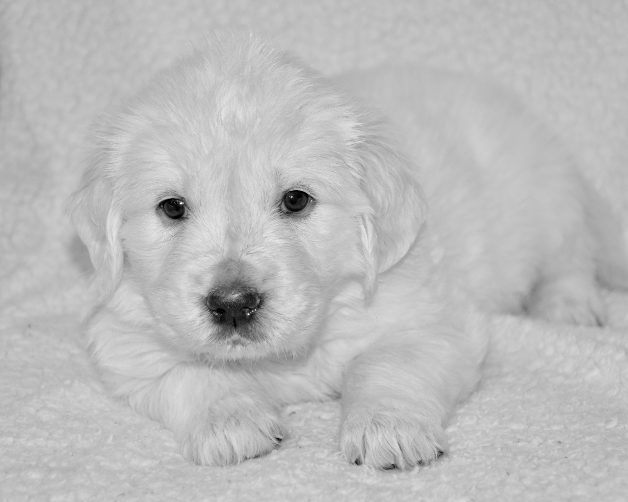 Маленький щенок золотистого ретривера черно белое фото 