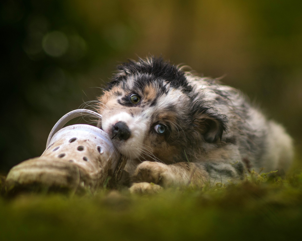 Маленький щенок австралийской овчарки грызет обувь 