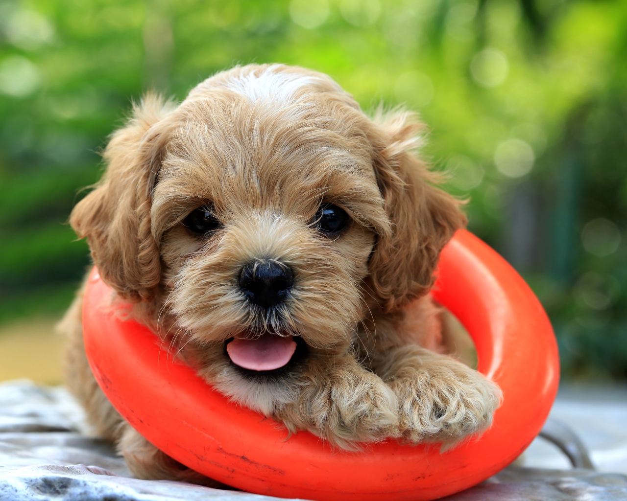 Маленький щенок со спасательным кругом