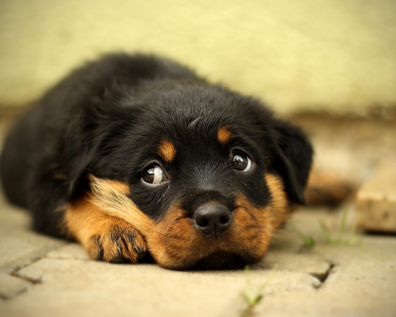 Маленький грустный щенок ротвейлера